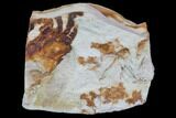 Fossil Pea Crab (Pinnixa) From California - Miocene #85319-1